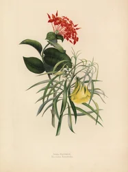 Geranio de la selva, Ixora coccinea, y adelfa amarilla, Thevetia neriifolia